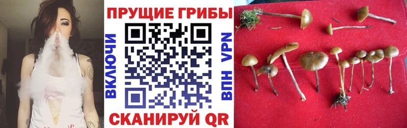 Псилоцибиновые грибы ЛСД  наркота  ОМГ ОМГ ТОР  Киреевск 